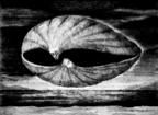 65. Shell II